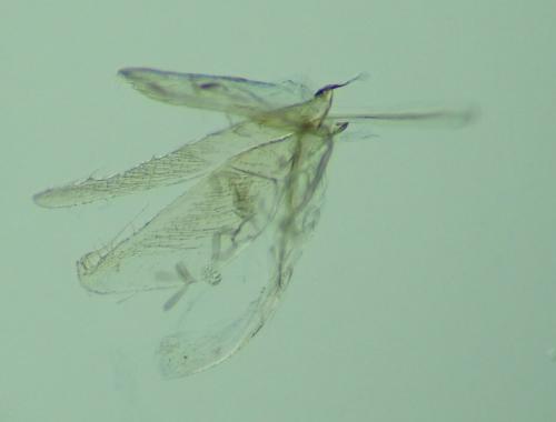 Phyllonorycter salicicolella